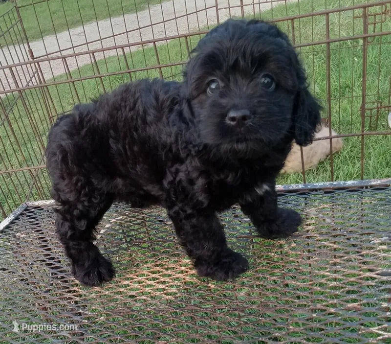 Hershey – Cockapoo puppy for sale in Waco, TX