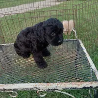 Hershey, a female Cockapoo for sale in Waco, TX – 2 of 5