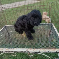 Hershey, a female Cockapoo for sale in Waco, TX – 3 of 5