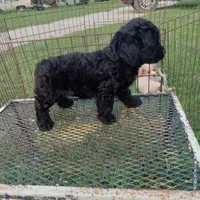 Hershey, a female Cockapoo for sale in Waco, TX – 4 of 5