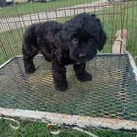 Hershey, a female Cockapoo for sale in Waco, TX – 5 of 5