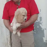 Sunny, a male Cocker Spaniel for sale in Waco, TX – 2 of 6