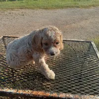 Tank, a male Cockapoo for sale in Waco, TX – 5 of 8
