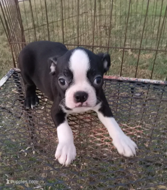 Panda – Boston Terrier puppy for sale in Waco, TX
