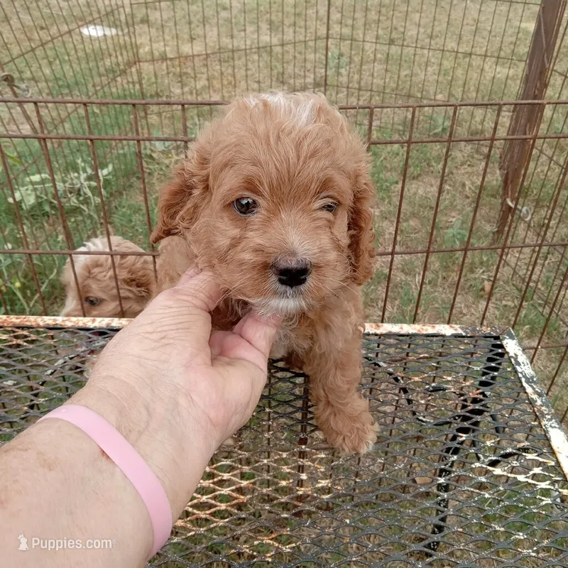 Winter – Cockapoo puppy for sale in Waco, TX
