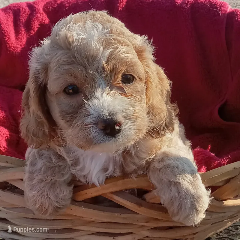 Tank – Cockapoo puppy for sale in Waco, TX