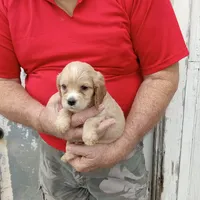 Sandi, a female Cocker Spaniel for sale in Waco, TX – 2 of 3