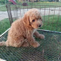 Saddles, a male Maltipoo for sale in Waco, TX – 4 of 6