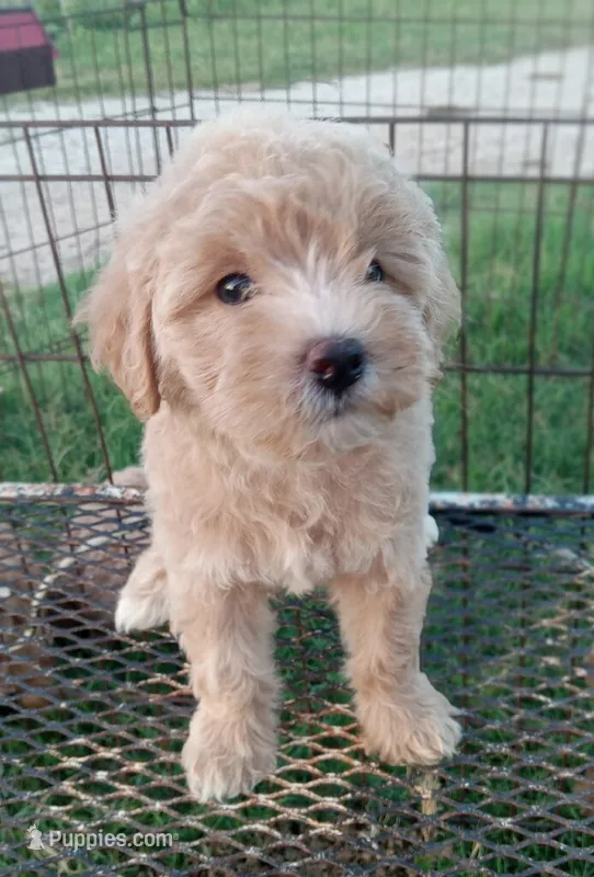 Cowgirl – Maltipoo puppy for sale in Waco, TX