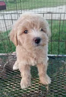 Cowgirl, a female Maltipoo for sale in Waco, TX – 1 of 4