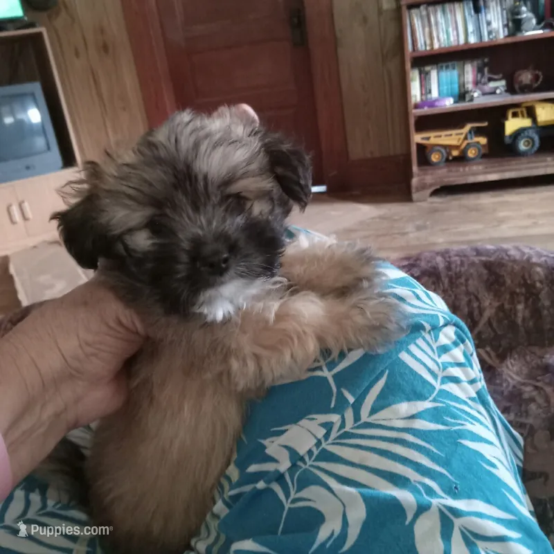 Shadow – Maltipoo puppy for sale in Waco, TX