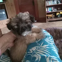 Shadow, a male Maltipoo for sale in Waco, TX – 1 of 5