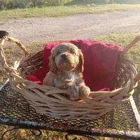 River, a female Cockapoo for sale in Waco, TX – 3 of 8