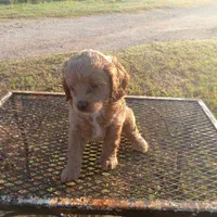 River, a female Cockapoo for sale in Waco, TX – 5 of 8