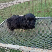 Cole, a male Cockapoo for sale in Waco, TX – 2 of 4