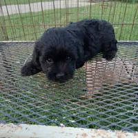 Cole, a male Cockapoo for sale in Waco, TX – 3 of 4