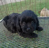 Cole, a male Cockapoo for sale in Waco, TX – 1 of 4
