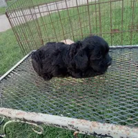Cole, a male Cockapoo for sale in Waco, TX – 4 of 4