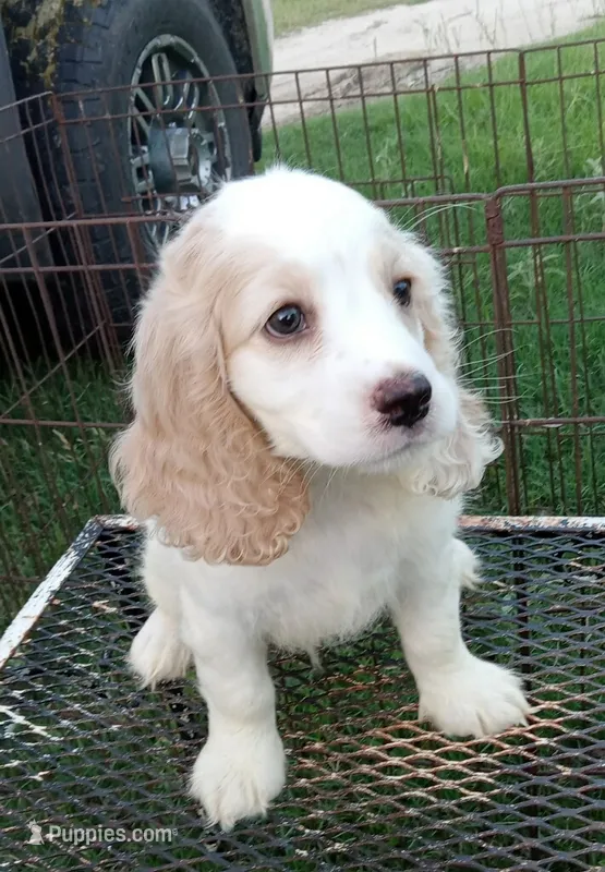 Rain – Cocker Spaniel puppy for sale in Waco, TX