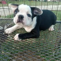 Spot, a male Boston Terrier for sale in Waco, TX – 6 of 6