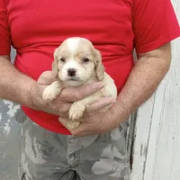 Sunny, a male Cocker Spaniel for sale in Waco, TX – 1 of 3
