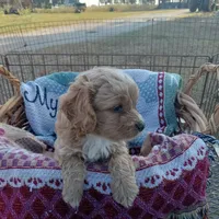 Fall, a male Cockapoo for sale in Waco, TX – 6 of 7