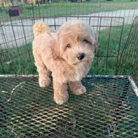 Cowboy, a male Maltipoo for sale in Waco, TX – 2 of 6