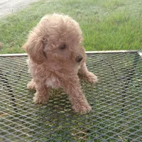 Rosebud, a female Poodle - Toy  for sale in Waco, TX – 5 of 6
