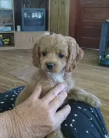 River, a female Cocker Spaniel and Poodle - Toy  for sale in Waco, TX – 4 of 4