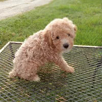 Stetson, a male Poodle - Toy  for sale in Waco, TX – 5 of 5