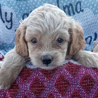 Spring, a female Cockapoo for sale in Waco, TX – 8 of 8