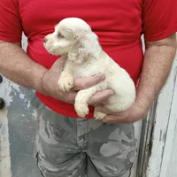 Rain, a male Cocker Spaniel for sale in Waco, TX – 3 of 3