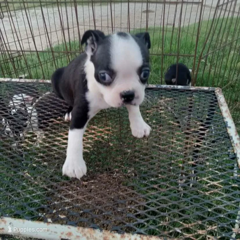 Dottie – Boston Terrier puppy for sale in Waco, TX