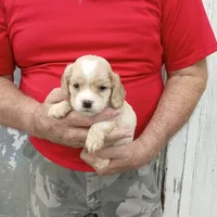 Sunny, a male Cocker Spaniel for sale in Waco, TX – 2 of 3