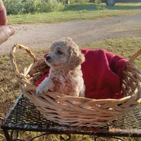 Lake, a male Cockapoo for sale in Waco, TX – 2 of 8