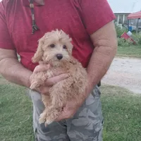 Jasper, a male Maltipoo for sale in Waco, TX – 3 of 6