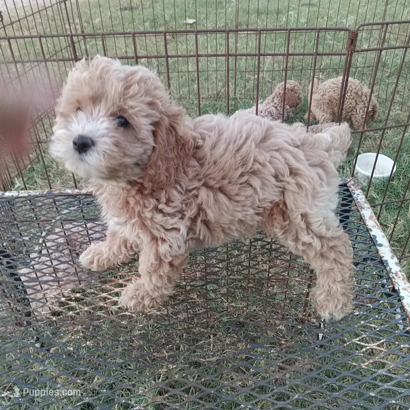 Sky – Cockapoo puppy for sale in Waco, TX
