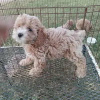 Sky, a female Cockapoo for sale in Waco, TX – 1 of 3
