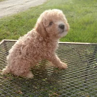 Stetson, a male Poodle - Toy  for sale in Waco, TX – 4 of 5