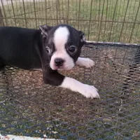 Stockings, a female Boston Terrier for sale in Waco, TX – 3 of 6