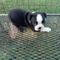 Panda, a female Boston Terrier for sale in Waco, TX – 4 of 5