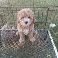 Sky, a female Cockapoo for sale in Waco, TX – 3 of 3