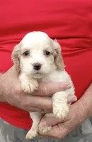 Summer, a female Cocker Spaniel for sale in Waco, TX – 1 of 2