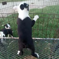 Patches, a female Boston Terrier for sale in Waco, TX – 2 of 7