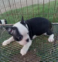 Flashie, a female Boston Terrier for sale in Waco, TX – 1 of 6