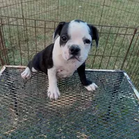 Spot, a male Boston Terrier for sale in Waco, TX – 7 of 7