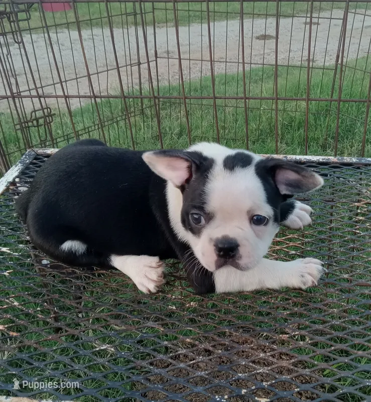 Spot – Boston Terrier puppy for sale in Waco, TX