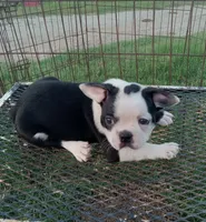 Spot, a male Boston Terrier for sale in Waco, TX – 1 of 6