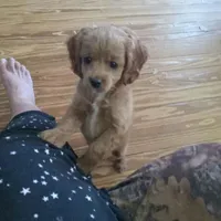 River, a female Cocker Spaniel and Poodle - Toy  for sale in Waco, TX – 2 of 4