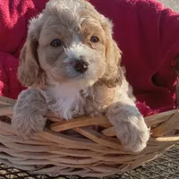 Tank, a male Cockapoo for sale in Waco, TX – 3 of 8